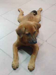 Bhairavi - Mixed Breed Dog