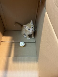 Kitten For Adoption - Domestic Medium Hair Cat