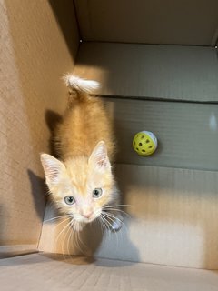 Kitten For Adoption - Domestic Medium Hair Cat