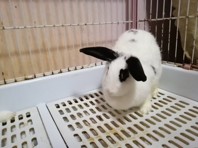 Britney - Angora Rabbit + Mini-Lop Rabbit