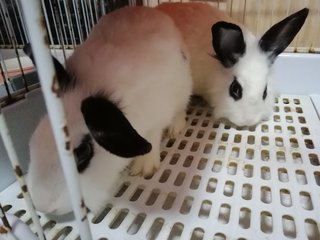 Britney - Angora Rabbit + Mini-Lop Rabbit