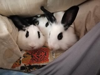 Britney - Angora Rabbit + Mini-Lop Rabbit