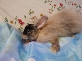 Britney - Angora Rabbit + Mini-Lop Rabbit