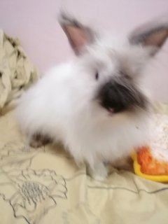 Britney - Angora Rabbit + Mini-Lop Rabbit