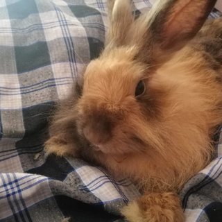 Britney - Angora Rabbit + Mini-Lop Rabbit