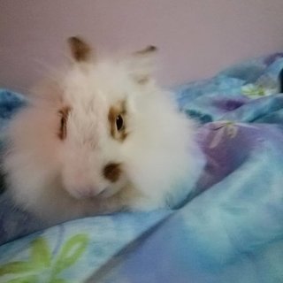 Britney - Angora Rabbit + Mini-Lop Rabbit