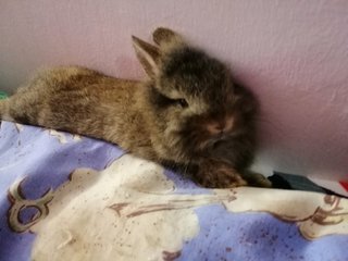 Britney - Angora Rabbit + Mini-Lop Rabbit