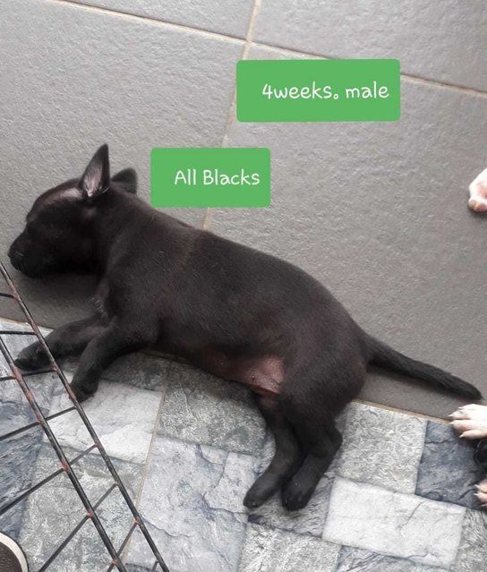 All Blacks - Mixed Breed Dog