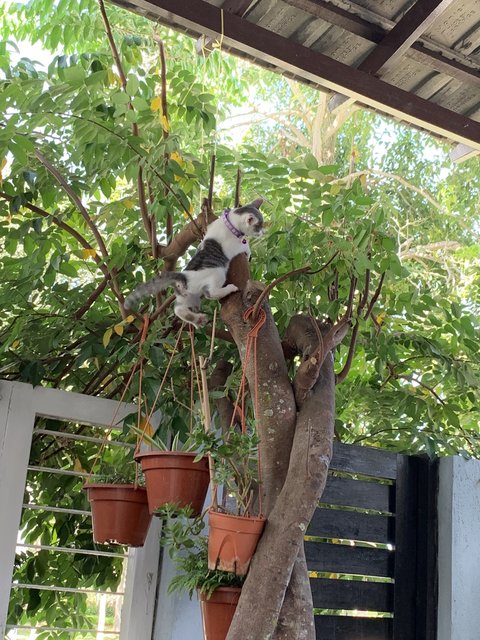 Mego &amp; Megi - Devon Rex + Domestic Short Hair Cat