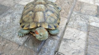 Toto &amp; Titi - Tortoise Reptile