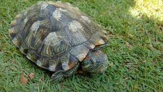 Toto &amp; Titi - Tortoise Reptile