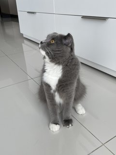 Oreo - Scottish Fold Cat