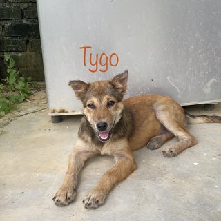 Tygo - Mixed Breed Dog