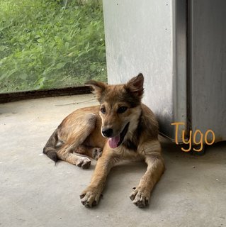 Tygo - Mixed Breed Dog