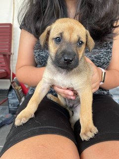 Brownie (Male) - Mixed Breed Dog