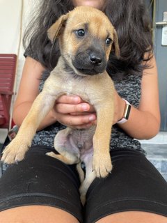 Brownie (Male) - Mixed Breed Dog