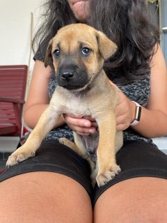 Brownie (Male) - Mixed Breed Dog