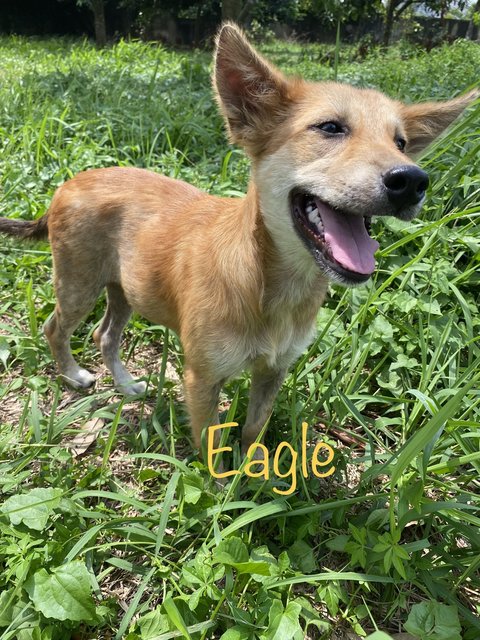 Eagle - Mixed Breed Dog