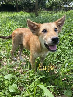 Eagle - Mixed Breed Dog