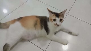 Bibi  - Domestic Short Hair Cat