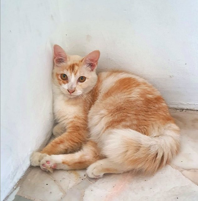 Milky - Turkish Angora Cat