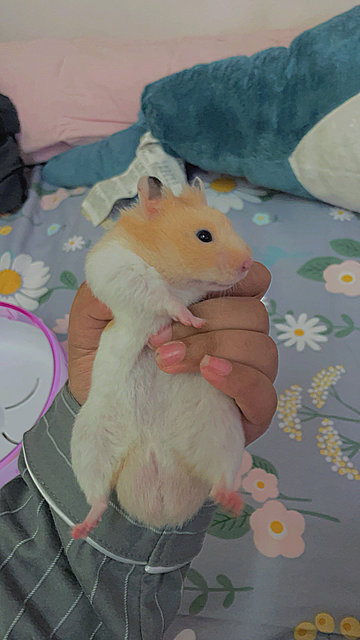 Nannan  - Syrian / Golden Hamster Hamster