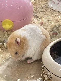 Nannan  - Syrian / Golden Hamster Hamster