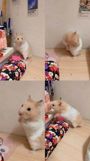 Nannan  - Syrian / Golden Hamster Hamster