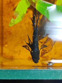 Black Crowntail Betta - Labyrinth Fish Fish