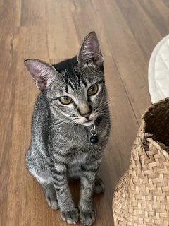 Westin - Domestic Short Hair Cat