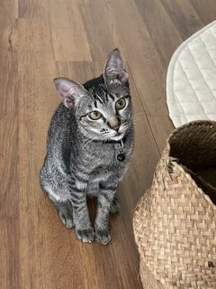 Westin - Domestic Short Hair Cat