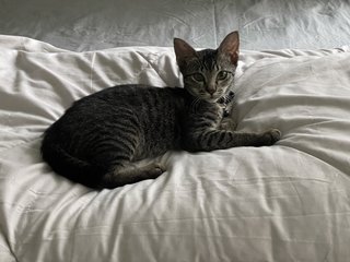 Westin - Domestic Short Hair Cat