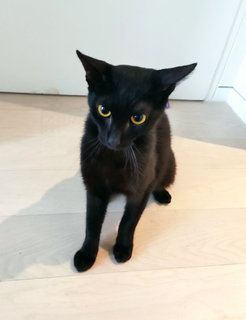 Sirius - Domestic Short Hair Cat