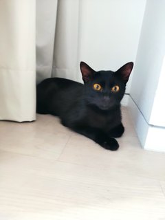 Sirius - Domestic Short Hair Cat