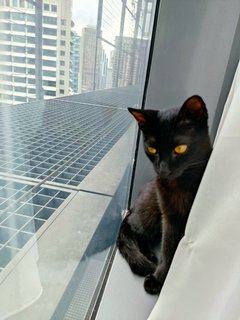 Sirius - Domestic Short Hair Cat