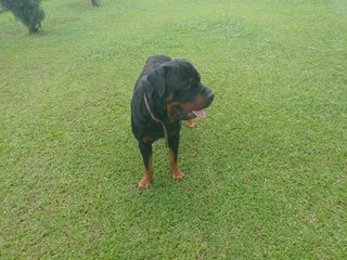 Panzer - Rottweiler Mix Dog