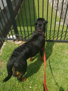 Panzer - Rottweiler Mix Dog