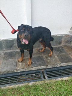 Panzer - Rottweiler Mix Dog