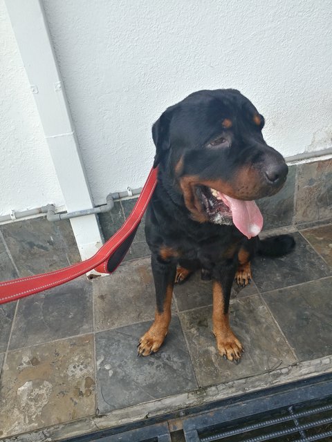 Panzer - Rottweiler Mix Dog