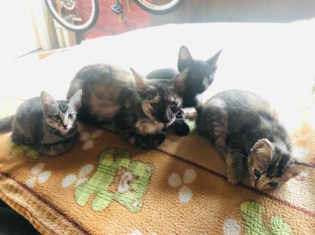 Tabby-tortie Family - Tabby + Tortoiseshell Cat