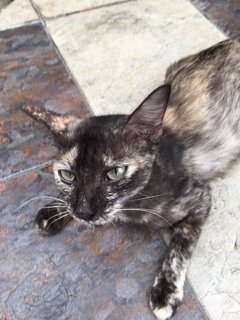 Mama cat is a beautiful tortie who is approximately less than 2 years old. 