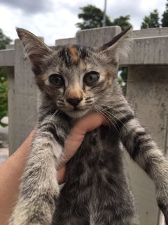 Also another tabby with pretty brown markings, also suspected to be female.