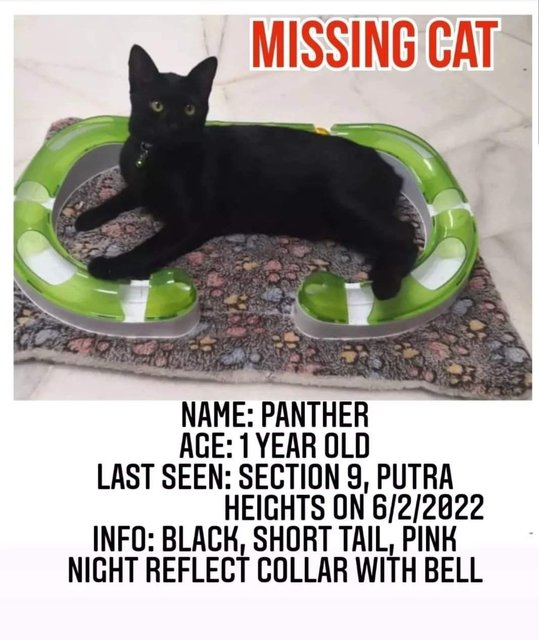 Panther - Domestic Short Hair Cat