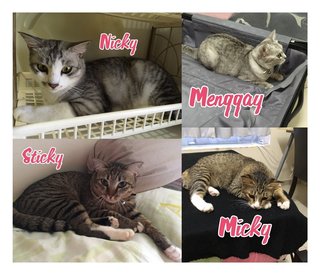 Menggay And Micky, Nicky, Sticky - Domestic Short Hair Cat