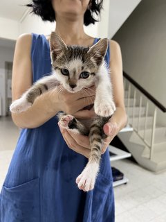 Yuki - Domestic Medium Hair Cat