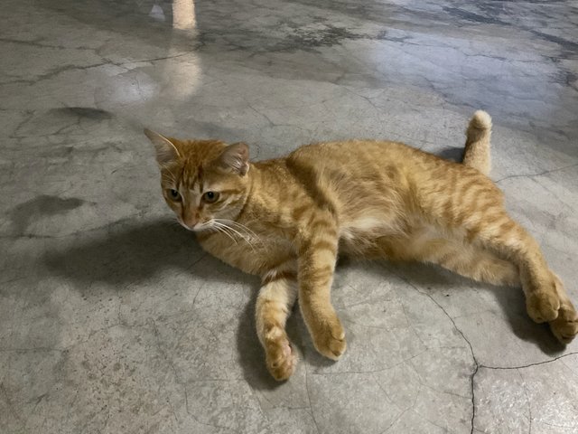 橘子(Ju-zi)  - Domestic Short Hair Cat