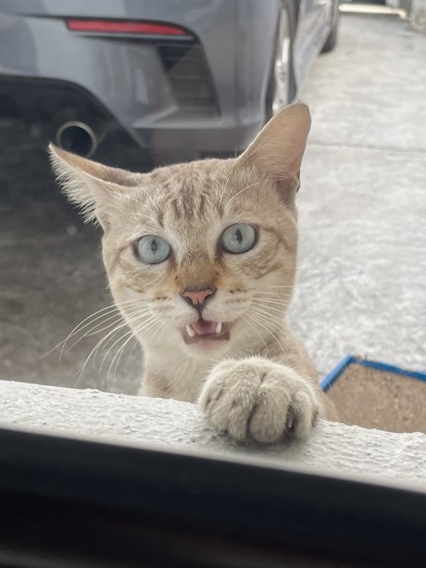 Koala - Domestic Short Hair Cat