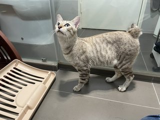 Koala - Domestic Short Hair Cat