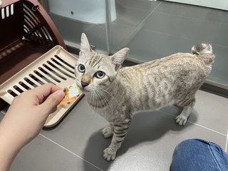 Koala - Domestic Short Hair Cat