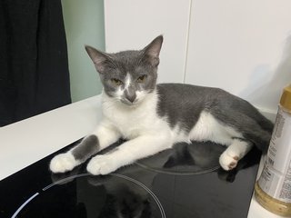 小灰 - Domestic Short Hair Cat